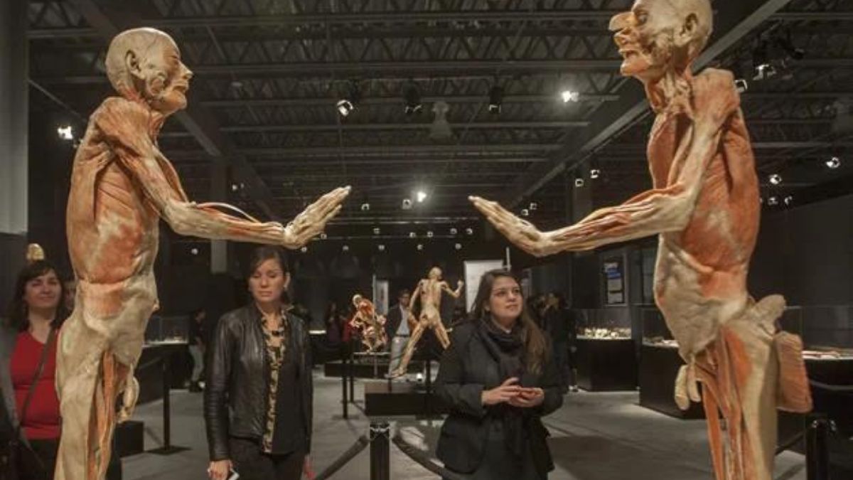 Regresa A La Cdmx Our Body El Universo Dentro La Expo Que Explora Al