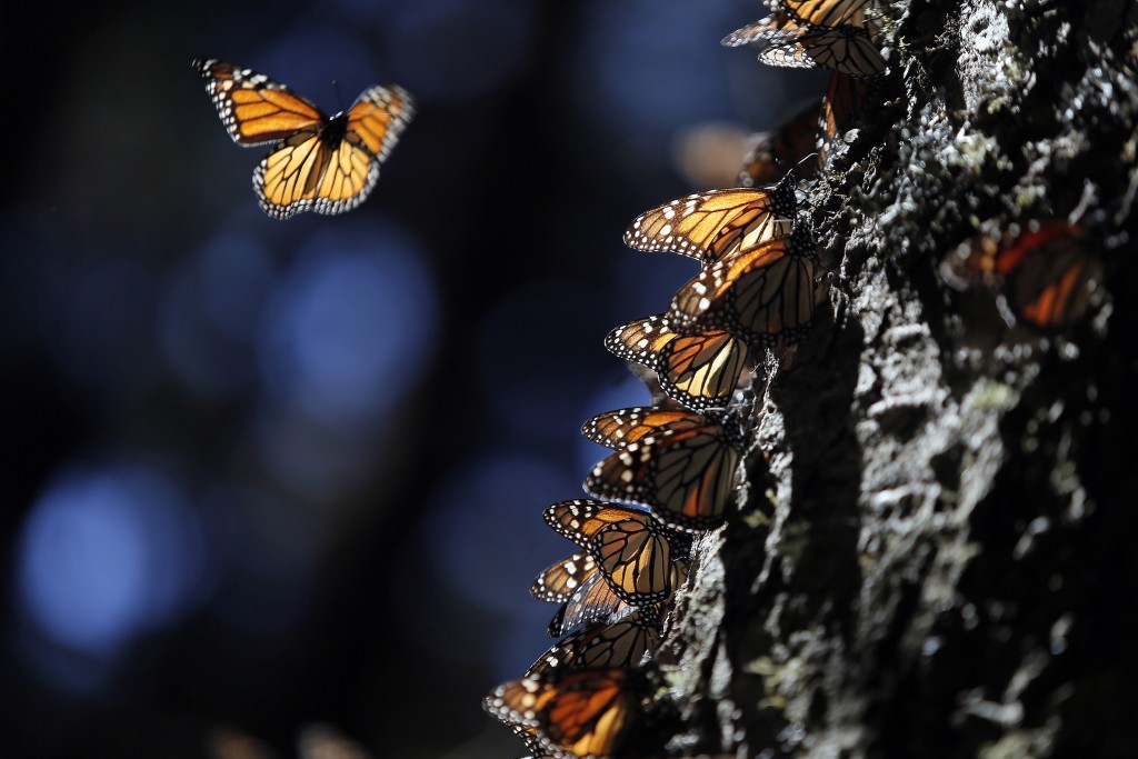 TEMASCALTEPEC, MEXICO - DECEMBER 26: Millions of Monarch butterflies migrate from the North American continent to the high forests of fir trees in Michoacan and the State of Mexico for the winter in Temascaltepec, in the State of Mexico, Mexico, on Friday, December 26, 2014. The Monarch butterfly is a kind of ditrisio Lepidoptera Nymphalidae family, and perhaps the best known of all North American butterflies. The Monarch butterfly is unique because of its great migration. It is the insect that carries out the most extensive and in greater numbers migration and immigration generation is much more long-lived than other generations. It has high strength and longevity can reach 9 months (the migratory generation) thanks to these features can travel up to 4000 kilometers from Canada to the firs and pine forests above 3000 meters in the states of Mexico and Michoacan. (Photo by Hugo Ortuño)