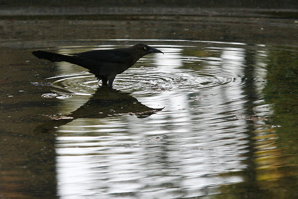 MÉXICO, D.F., 24MARZO2011.- Un ave se refresca en uno de los espejos de agua que hay en el parque Lincoln, en la colonia Polanco. FOTO: ISAAC ESQUIVEL/CUARTOSCURO.COM