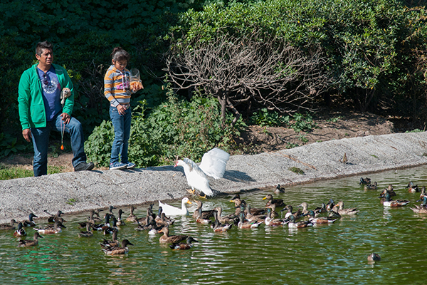 MÉXICO, D.F., 24ENERO2015.- Un padre en compañía de su hija, alimentan a una familia de patos que viven en una laguna del Parque Tezozómoc, ubicado al norte de la ciudad. FOTO: DIEGO SIMÓN SÁNCHEZ /CUARTOSCURO.COM
