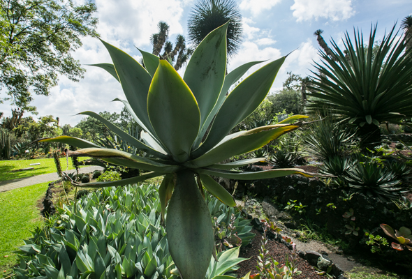 Jardín Botánico UNAM 