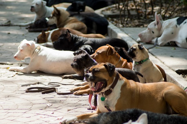 CIUDAD DE MÉXICO, 03OCTUBRE2016.- Colectivos de adiestramiento canino ofrecen clases de adiestramiento en las inmediaciones del Parque México, ubicado en la colonia condesa. 
FOTO: GALO CAÑAS /CUARTOSCURO.COM