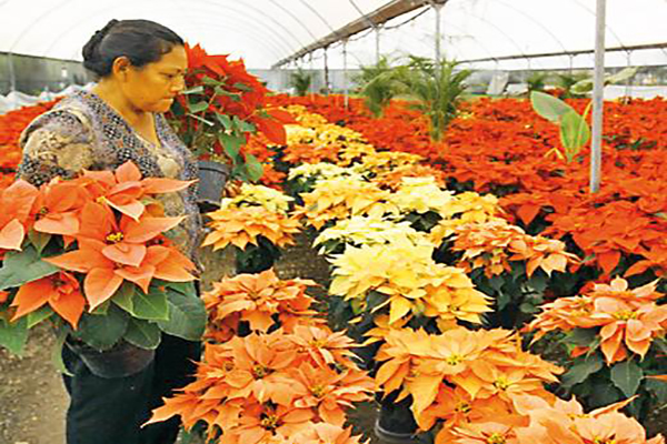 PUE91218062. Productores de flor de nochebuena de Valle de Atlixco, Puebla, registraron una disminuciÛn de 30 por ciento en la venta de sus plantas. La meta de comercializaciÛn se estimaba en 100 mil ejemplares con una derrama econÛmica de 2 millones de pesos; sin embargo ˙nicamente se han vendido 70 mil flores con respecto las buenas ventas en otros aÒos. NOTIMEX/FOTO/CARLOS PACHECO/CPP/HUM/
