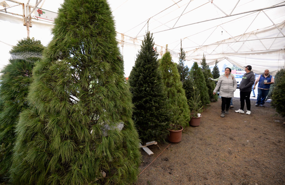 Dónde comprar árboles de Navidad en Ciudad de México?