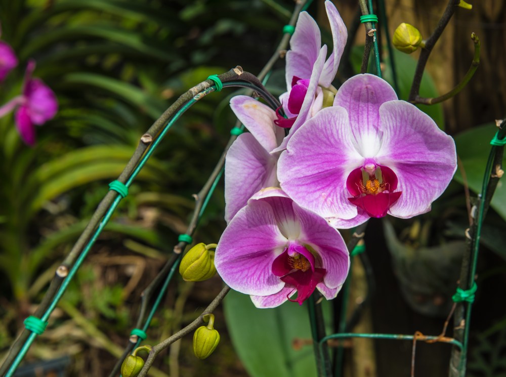 Orquídeas de Primavera