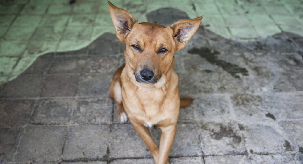 Centro-de-Transferencia-Canina