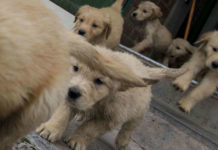 Solución crucigrama: 22 agosto 2019