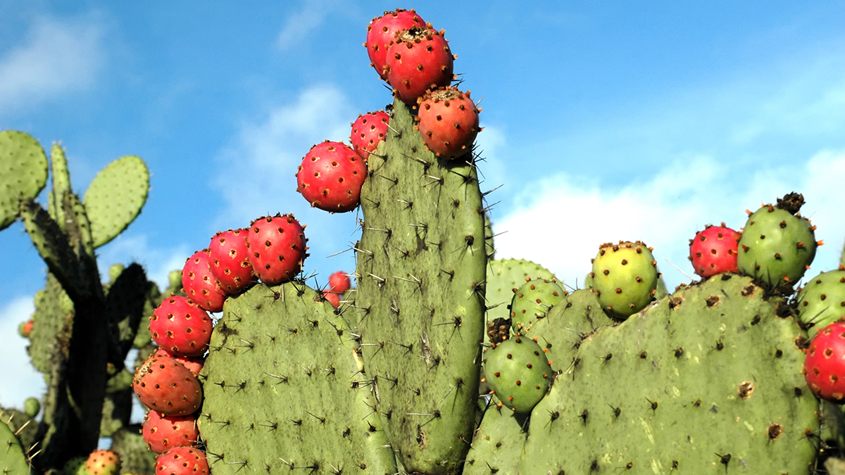 Nopal or cacturs under the mexican sky