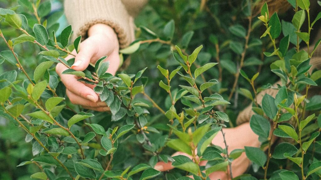 La Secretaría brinda asesoría de técnicos y educadores ambientales de la Prosoc y de la Corenadr, así como un kit de germinación, una planta aromática y medio kilo de sustrato para germinación. 