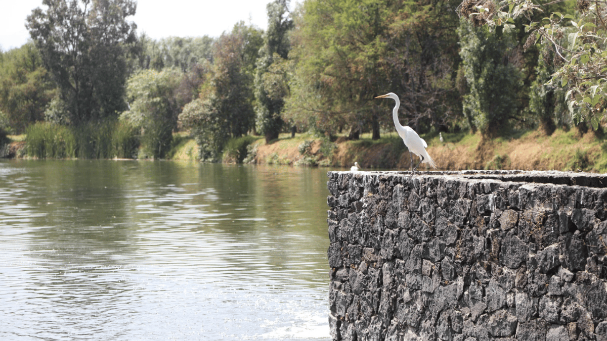Las chinampas dieron vida a la capirucha - Máspormás