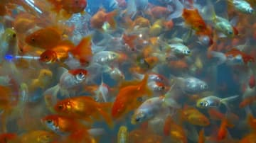 En la Ciudad de México hay un auténtico mercado de peces, donde puedes adquirir una nueva mascota.