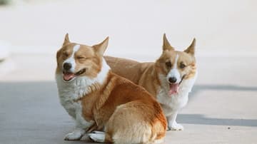 perros corgi
