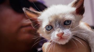 perros, gatos y adopción