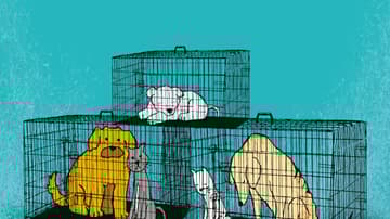 adopción fraudulenta de mascotas en la CMDX