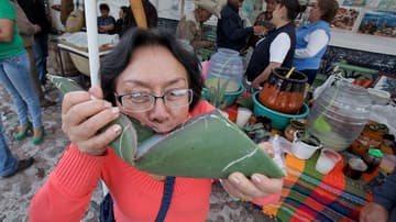 cerveza, pulque y garnachas