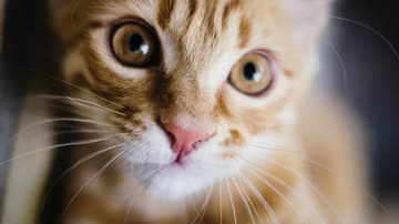 gatito