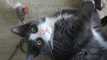 Elabora estos sencillos y divertidos juguetes para tu gato.