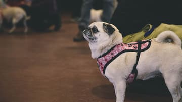 pugs