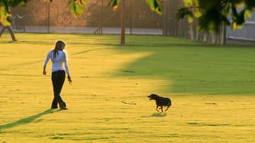 perro de compañía