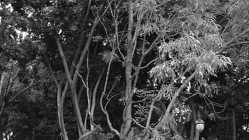 Una famosa leyenda de Tlalpan tiene como protagonista este árbol.
