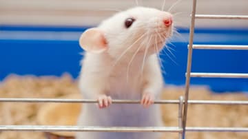 Doctor Rat