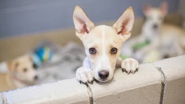 Dónde adoptar perros y gatos