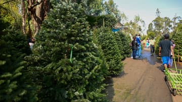 Dónde comprar árboles de Navidad