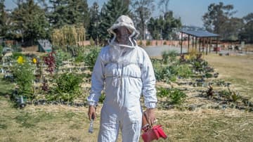 extinción de las abejas