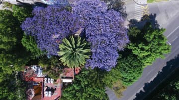 Jacarandas en la Ciudad de México