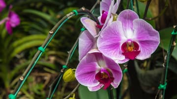 Orquídeas de Primavera