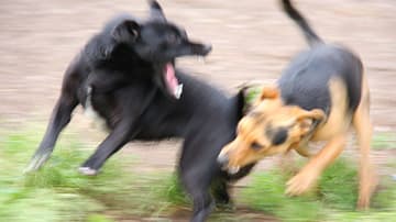 perros de pelea