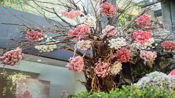 FYJA Polanco en flores