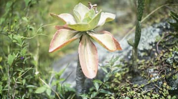 Jardín-Botánico