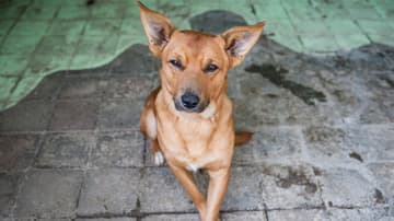 Centro-de-Transferencia-Canina