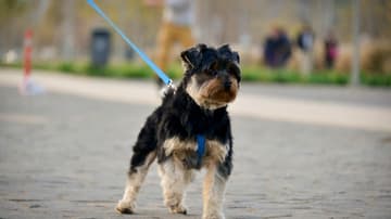 Woofcamp 2019