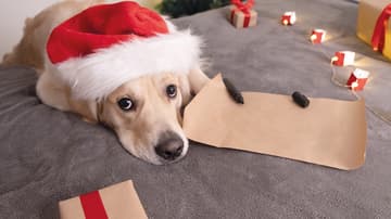 Perritos rescatados ayudarán a los Reyes Magos