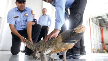 Rescatan a animales en la CDMX