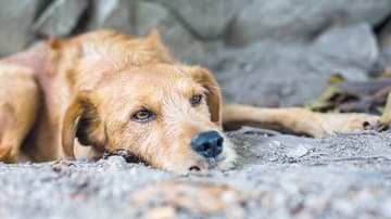 Maltrato animal en CDMX 2021