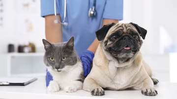Esterilización gratuita para perros y gatos