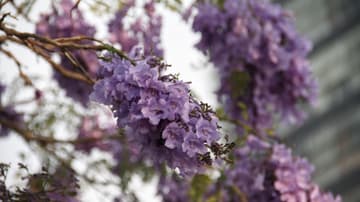 El próximo inicio de la primavera se anuncia con la llegada de jacarandas. En Ciudad Universitaria no es la excepción para disfrutar del tono violáceo en el ambiente