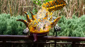 Axolotes en Chapultepec